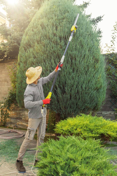 Professional Tree Removal and Landscaping Services in Enterprise, AL